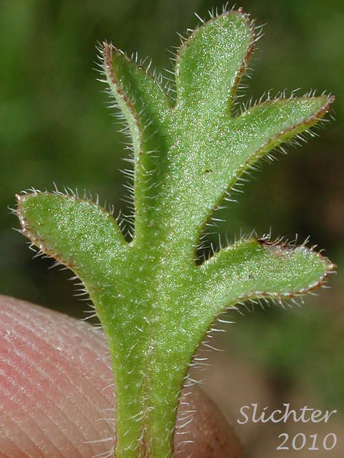 Stem leaf of Little-foot Nemophila, Meadow Baby-blue-eyes, Meadow Nemophila, Spreading Nemophila: Nemophila pedunculata (Synonym: Viticella pedunculata)