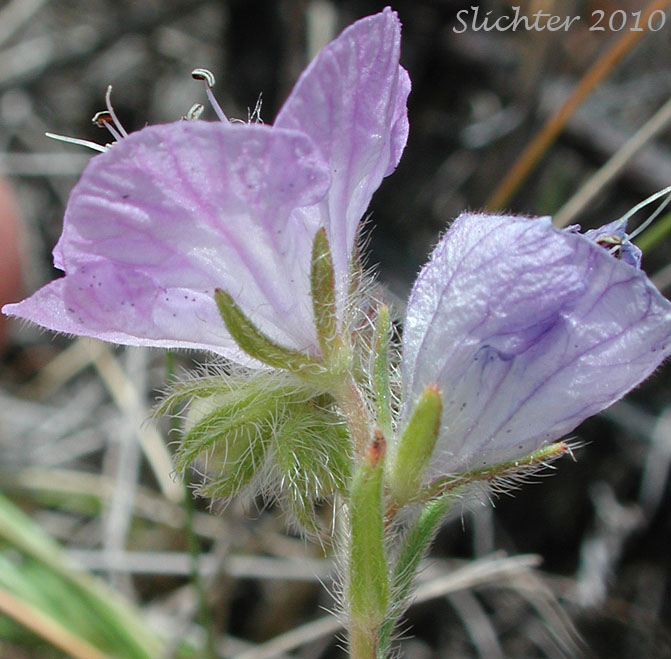 Corolla, calyx and upper stem leaves of Carson's Phacelia, Threadleaf Phacelia, Thread-leaf Phacelia, Thread-leaf Scorpion-weed: Phacelia linearis