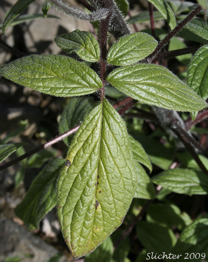 Leaf of Oregon Phacelia, Woodland Phacelia, Shade Phacelia: Phacelia nemoralis ssp. oregonensis