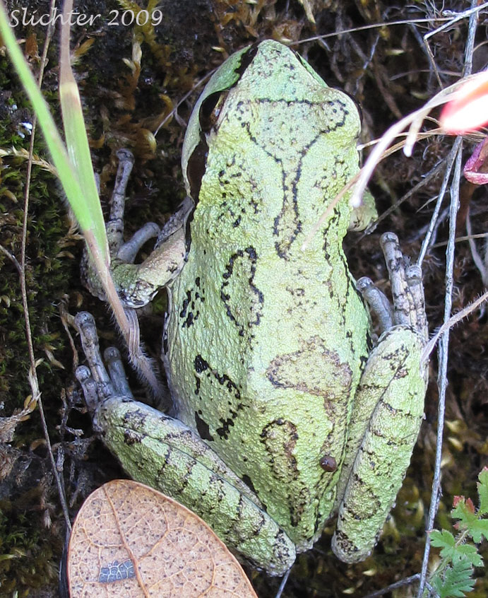 Pacific Treefrog, Chorus Frog: Pseudacris regilla (Synonym: Hyla regilla)