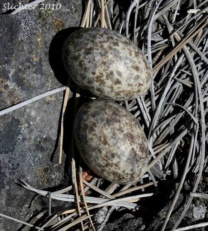 Eggs of the ground-nesting nighthawk as seen at Catherine Creek, Columbia River Gorge.
