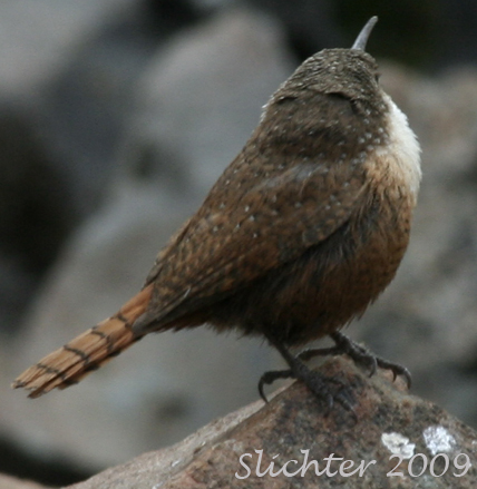 Canyon Wren: Catherpes mexicanus
