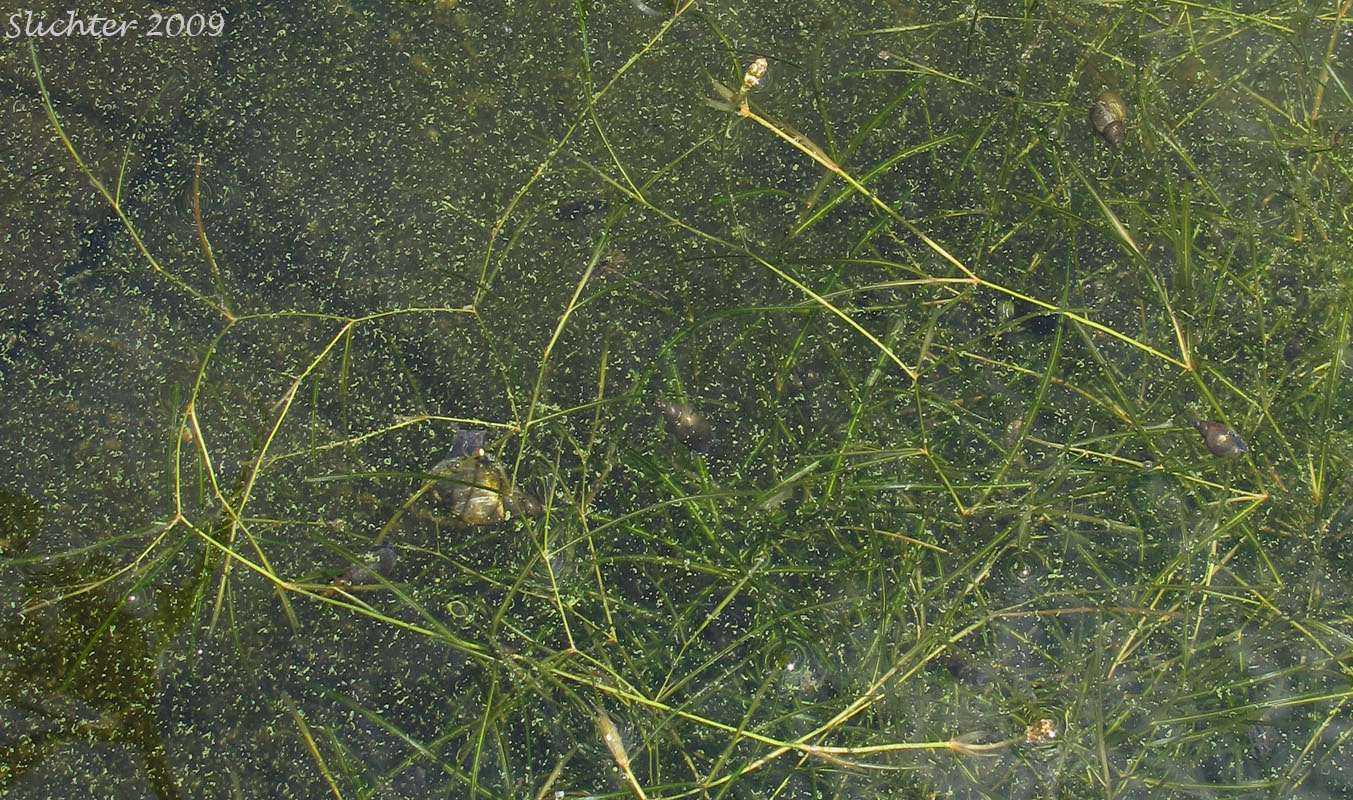 Leafy Pondweed: Potamogeton foliosus ssp. foliosus (Synonyms: Potamogeton foliosus var. foliosus, Potamogeton foliosus var. macellus)