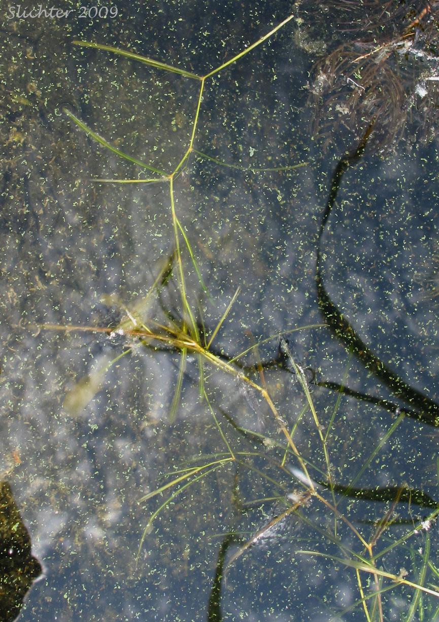 Leafy Pondweed: Potamogeton foliosus ssp. foliosus (Synonyms: Potamogeton foliosus var. foliosus, Potamogeton foliosus var. macellus)