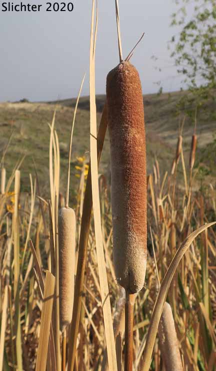 Broad-leaf Cattail, Broad-leaf Cat-tail, Common Cattail, Common Cat-tail: Typha latifolia