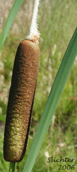 Broad-leaf Cattail, Broad-leaf Cat-tail, Common Cattail, Common Cat-tail: Typha latifolia