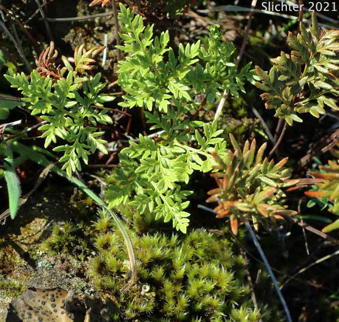 Indian's Dream, Oregon Cliff Brake, Podfern: Aspidotis densa (Synonyms: Cheilanthes siliquosa, Cryptogramma densa, Onychium densum, Pellaea densa)