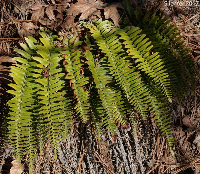 Narrow-leaved Sword-fern, Imbricate Sword Fern: Polystichum imbricans ssp. imbricans (Synonym: Polystichum munitum var. imbricans)