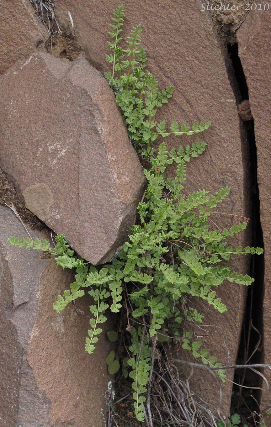 Oregon Cliff Fern, Oregon Woodsia, Western Cliff Fern: Woodsia oregana ssp. oregana