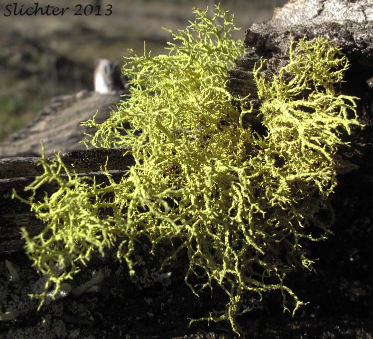 Wolf Lichen: Letharia vulpina (Synonym: Evernia vulpina)