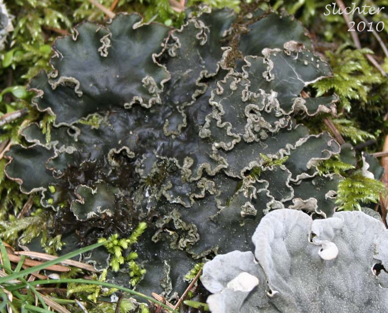 felt-lichen-peltigera-collina-synonym-peltigera-scutata