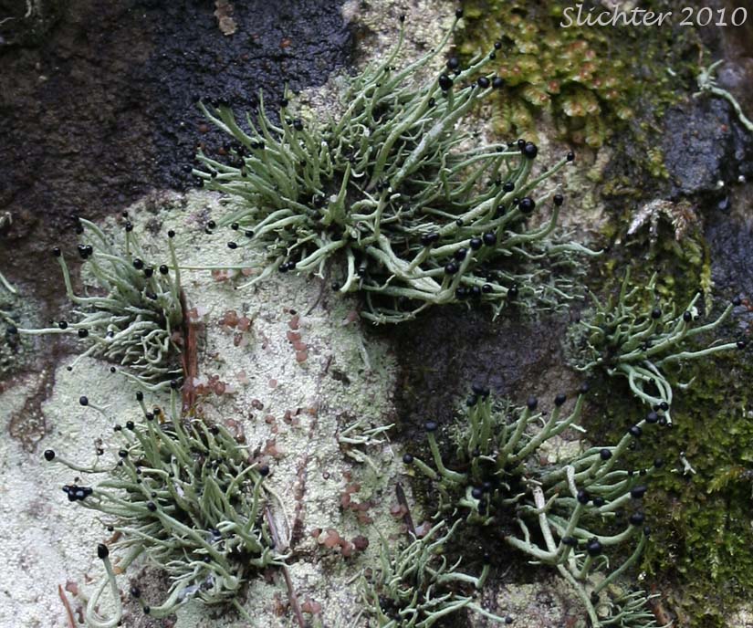 Devil's Matchstick, Nail Lichen: Pilophorus acicularis (Family: Stereocaulaceae)