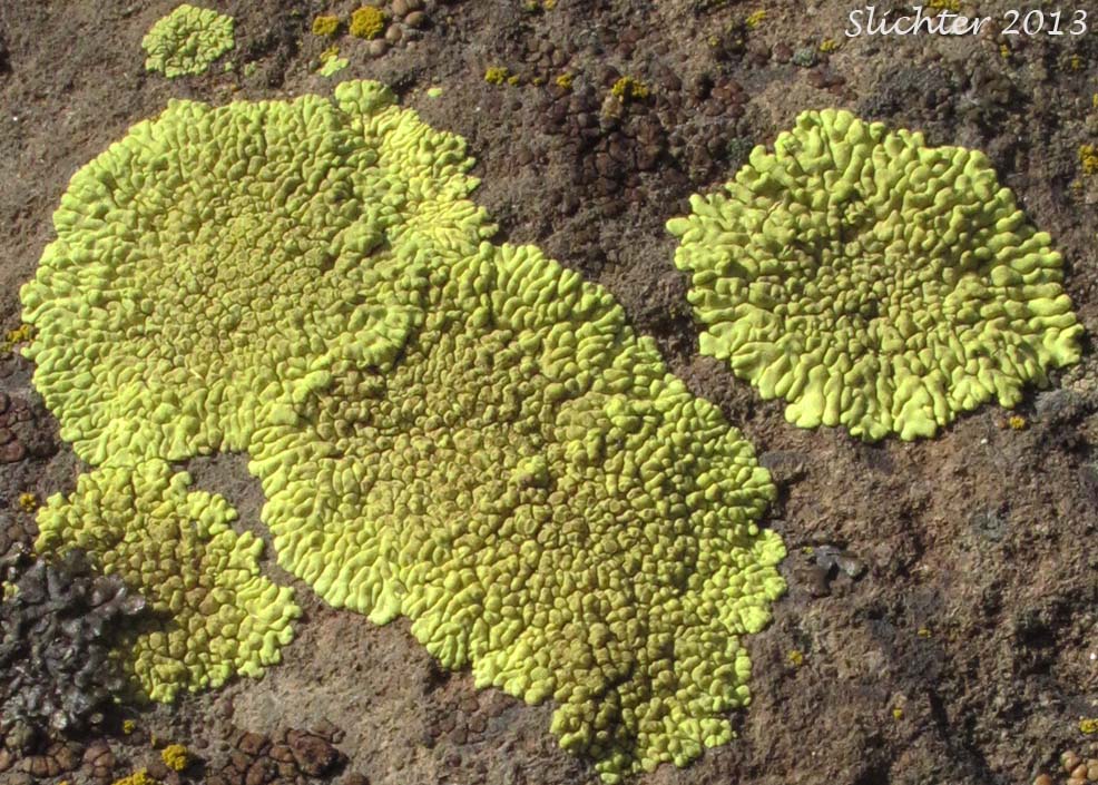 Gold Cobblestone Lichen: Pleopsidium chlorophanum (Synonyms: Acarospora chlorphana, Acarospora erythrophora, Acarospora incertula, Acarospora novomexicana, Acarospora texana, Acarospora weldensis) (Acarosporaceae) 