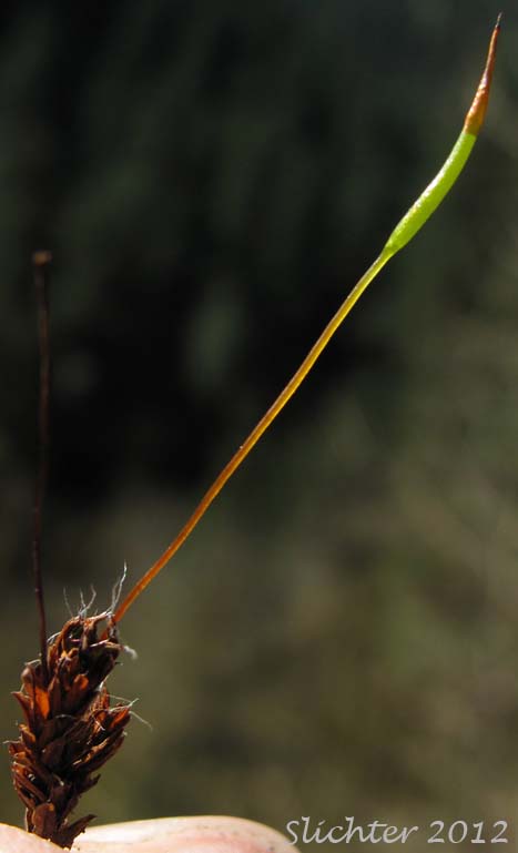 Sporophyte stage of Ceratodon Moss, Fire Moss: Ceratodon purpureus (Synonyms: Dicranum purpureum, Ceratodon purpurascens, Ceratodon purpureus var. purpurascens, Ceratodon purpureus var. xanthopus)