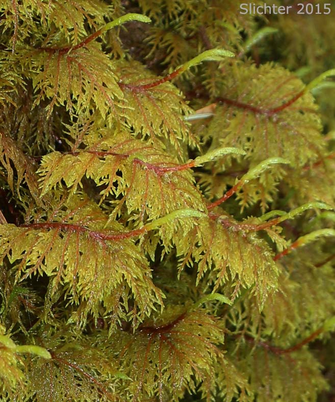 Splendid Feather Moss, Step Moss: Hylocomium splendens (Synonyms: Hylocomium alaskanum, Hylocomium giganteum, Hylocomium proliferum, Hylocomium splendens var. alaskanum, Hylocomium splendens var. gracilius, Hylocomium splendens var. obtusifolium)