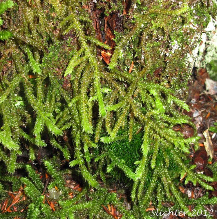 Antitrichia Moss: Antitrichia curtipendula (Synonyms: Antitrichia curtipendula var. gigantea, Antitrichia gigantea, Neckera curtipendula)