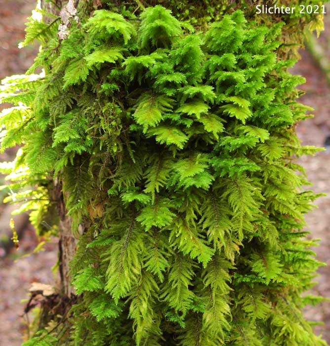 Dendroalsia Moss, Plume Moss: Dendroalsia abietina (Leucodontaceae)