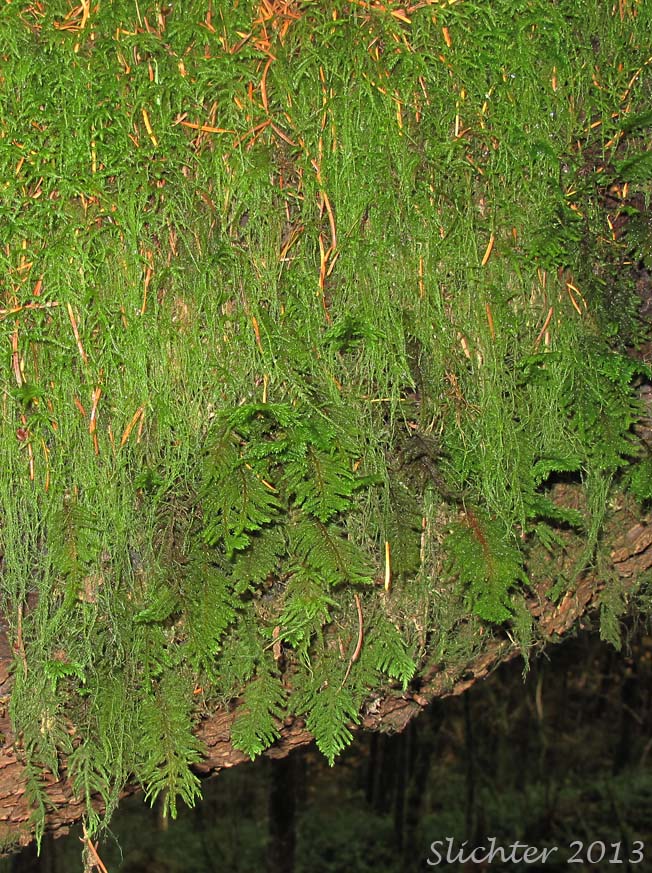 Dendroalsia Moss, Plume Moss: Dendroalsia abietina (Leucodontaceae)