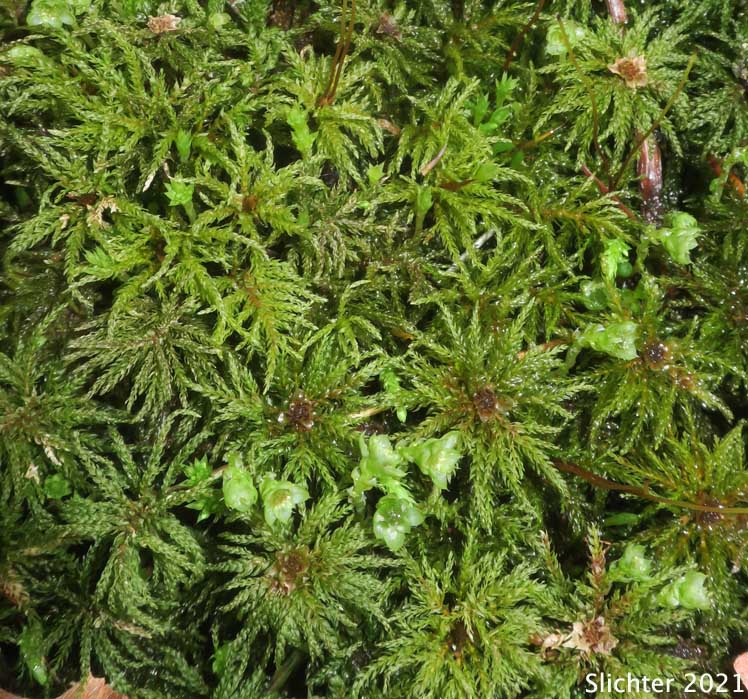 Leucolepis Umbrella Moss, Palm Tree Moss: Leucolepis acanthoneuron (Synonym: Leucolepis menziesii)