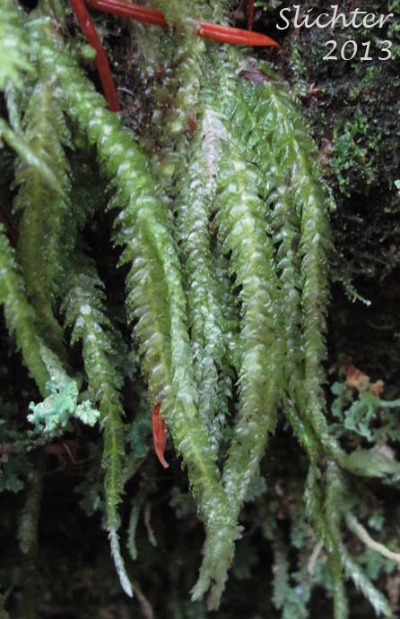 Undulate Plagiothecium Moss, Waved Silk Moss: Plagiothecium undulataum