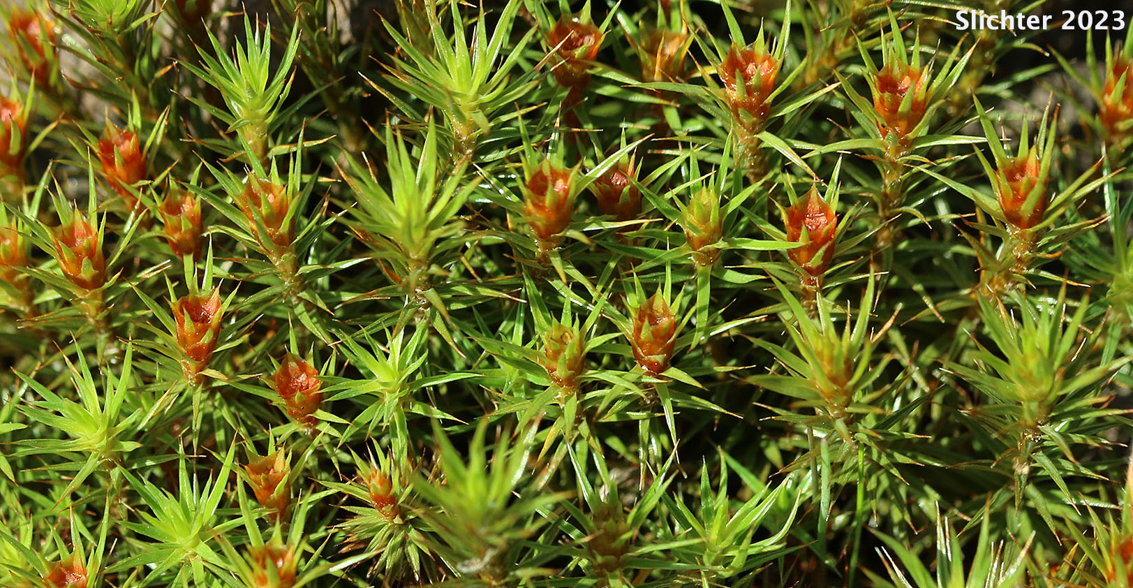 Juniper Moss, Juniper Polytrichum Moss: Polytrichum juniperinum (Synonyms: Polytrichum apiculatum, Polytrichum juniperinum var. waghornei)