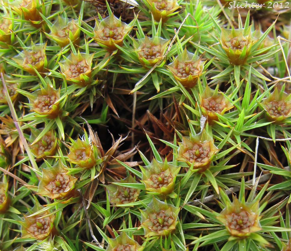 uniper Moss, Juniper Polytrichum Moss: Polytrichum juniperinum (Synonyms: Polytrichum apiculatum, Polytrichum juniperinum var. waghornei)