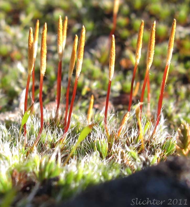 Awned Haircap Moss, Bristly Haircap, Polytrichum Moss, Silver-tip Haircap Moss: Polytrichum piliferum