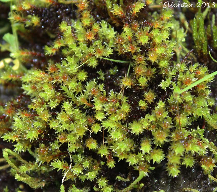 Unidentified Moss #13 (Columbia River Gorge)