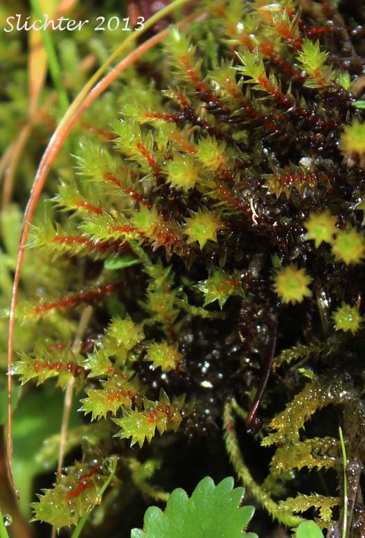 Unidentified Moss #13 (Columbia River Gorge)