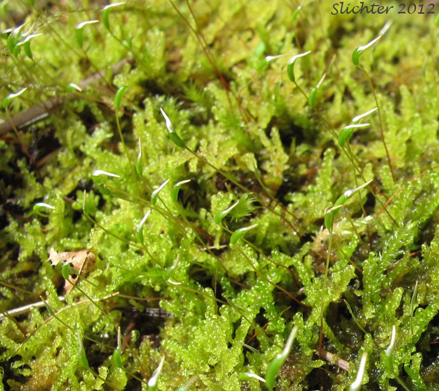 Sporophyte stage of unidentified moss #3