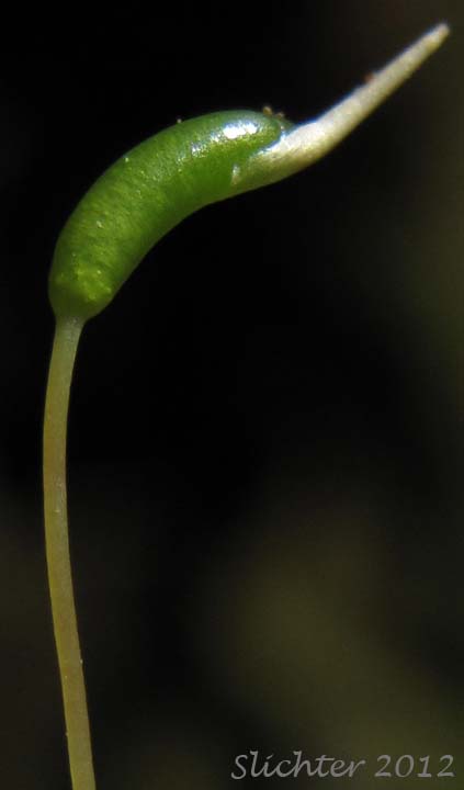 Capsule of the sporophyte stage of unidentified moss #3