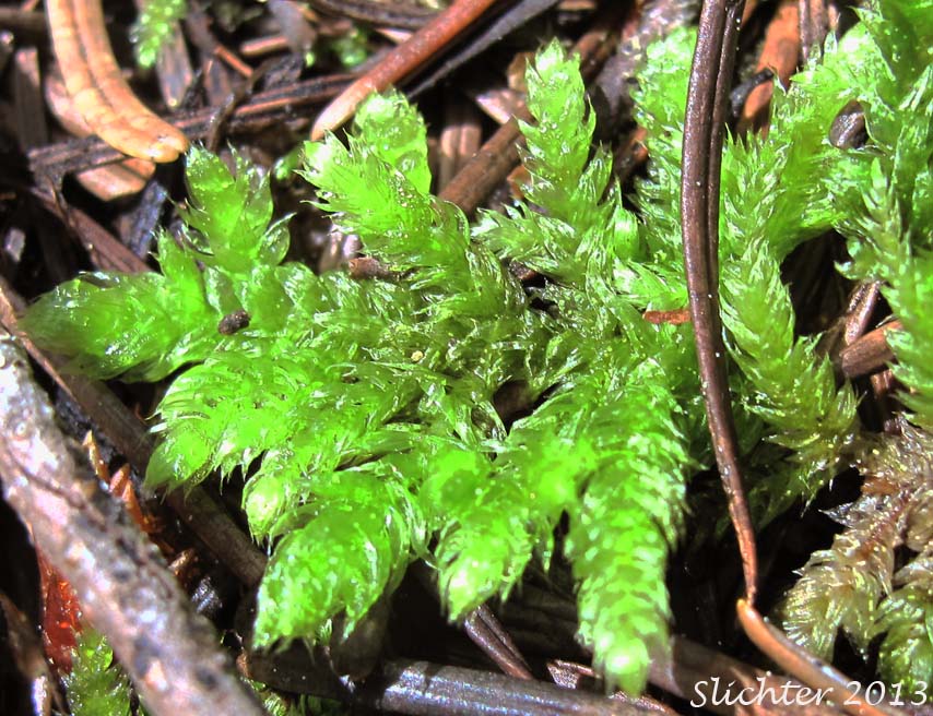 Unidentified Moss #9 (Columbia River Gorge)