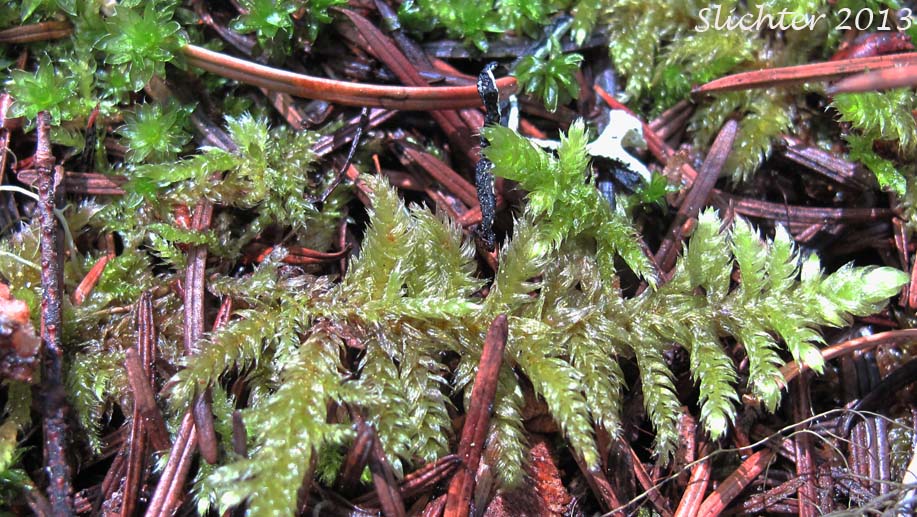 Unidentified Moss #9 (Columbia River Gorge)