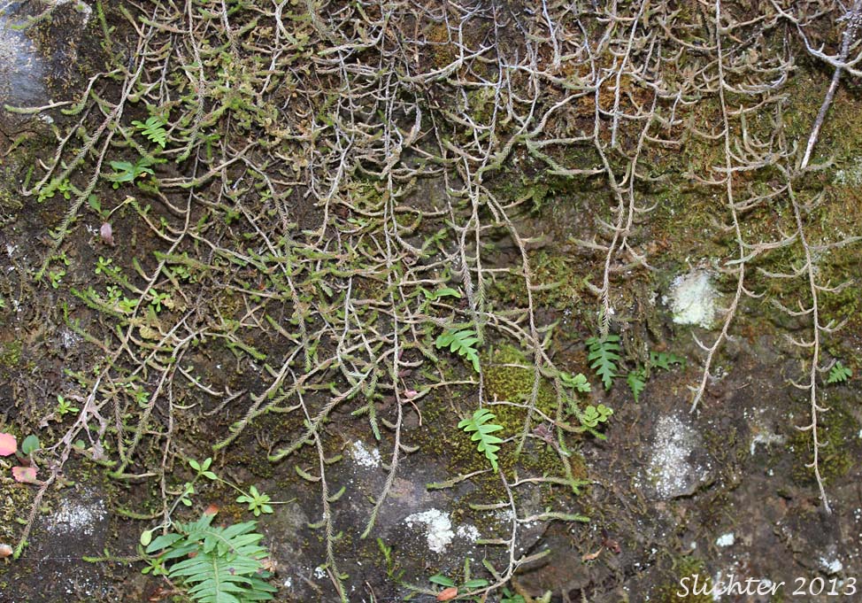 Unidentified spikemoss in the Columbia River Gorge.