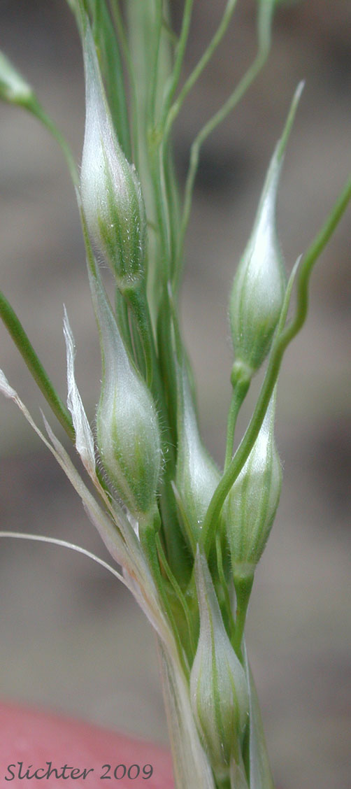 Indian Ricegrass: Achnatherum hymenoides (Synonyms: Oryzopsis cuspidata, Oryzopsis hymenoides)