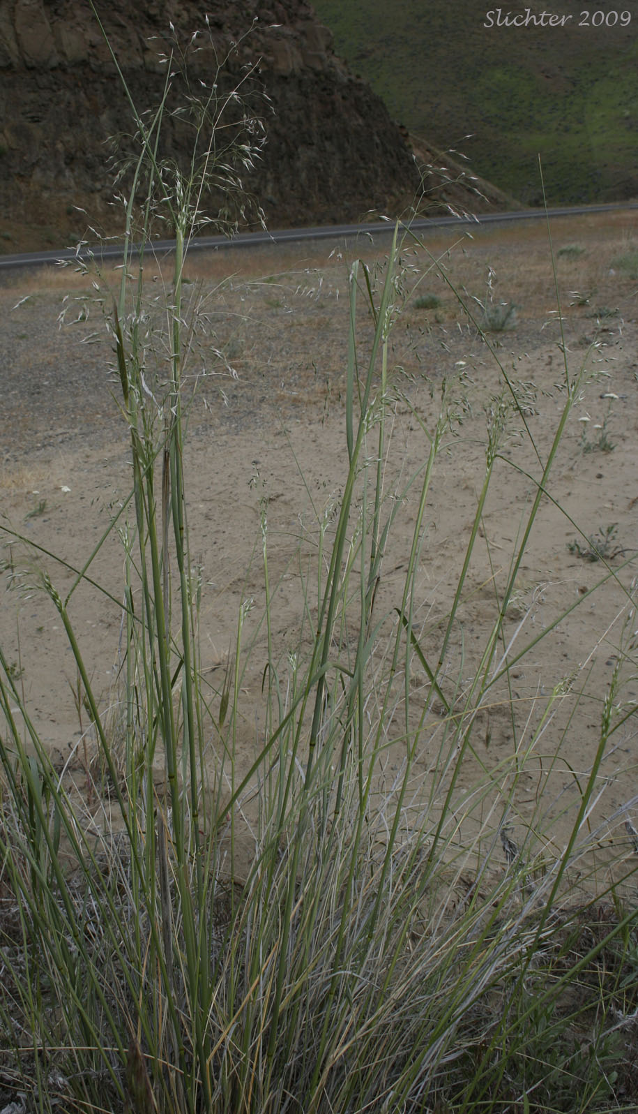 Indian Ricegrass: Achnatherum hymenoides (Synonyms: Oryzopsis cuspidata, Oryzopsis hymenoides)