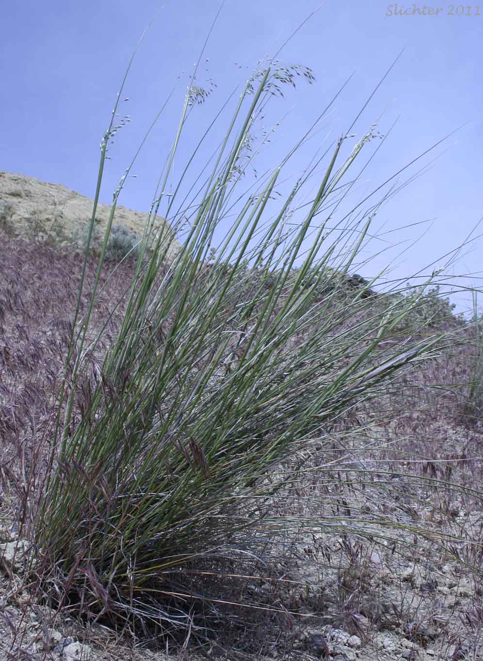 Indian Ricegrass, Indian Rice Grass: Achnatherum hymenoides (Synonyms: Eriocoma cuspidata, Eriocoma hymenoides, Oryzopsis cuspidata, Oryzopsis hymenoides, Stipa hymenoides)