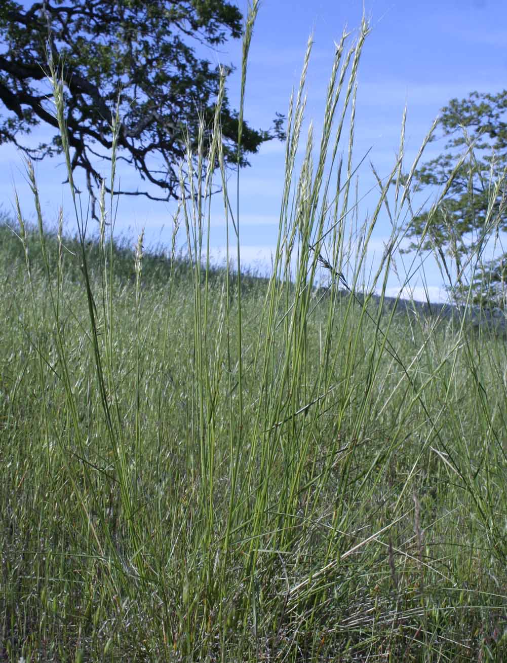 Needlegrass and Ricegrass of the Columbia River Gorge of Oregon and Washington