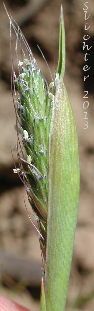 Close-up of the inflorescence of Annual Foxtail, Pacific Foxtail: Alopecurus saccatus (Synonyms: Alopecurus californicus, Alopecurus howellii)