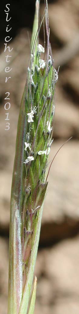 Close-up of the inflorescence of Annual Foxtail, Pacific Foxtail: Alopecurus saccatus (Synonyms: Alopecurus californicus, Alopecurus howellii)