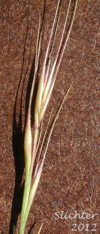 Spikelets of Foxtail Fescue, Rat-tail Fescue, Rat-tail Six-weeks Grass: Vulpia myuros (Synonyms: Festuca megalura, Festuca megalura var. hirsuta, Festuca myuros, Vulpia megalura, Vulpia myuros var. hirsuta, Vulpia myuros var. myuros)