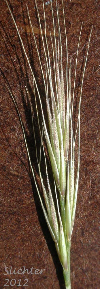 Spikelets of Foxtail Fescue, Rat-tail Fescue, Rat-tail Six-weeks Grass: Vulpia myuros (Synonyms: Festuca megalura, Festuca megalura var. hirsuta, Festuca myuros, Vulpia megalura, Vulpia myuros var. hirsuta, Vulpia myuros var. myuros)