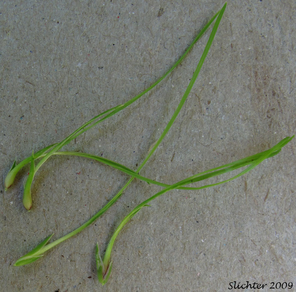 Bulbils of Bulbous Bluegrass, Bulbous Blue Grass: Poa bulbosa (Synonyms: Poa bulbosa ssp. bulbosa, Poa bulbosa ssp. vivipara)
