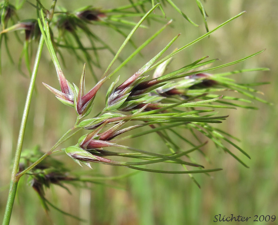 Bulbous Bluegrass, Bulbous Blue Grass: Poa bulbosa (Synonyms: Poa bulbosa ssp. bulbosa, Poa bulbosa ssp. vivipara)