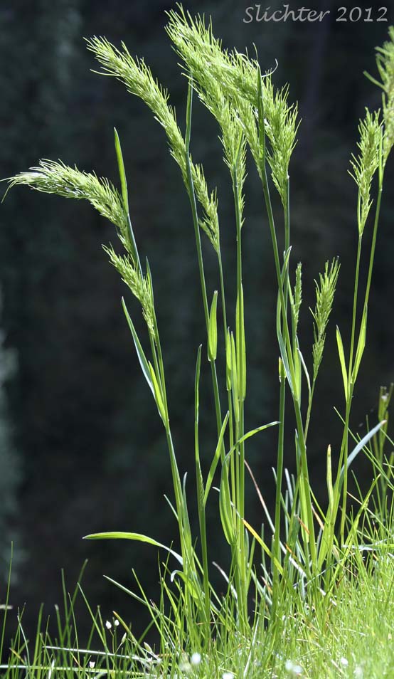 Bulbous Bluegrass, Bulbous Blue Grass: Poa bulbosa (Synonyms: Poa bulbosa ssp. bulbosa, Poa bulbosa ssp. vivipara)