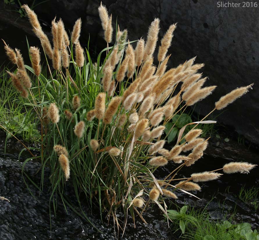 Annual Beardgrass, Annual Rabbitsfoot Grass, Annual Rabbit's-foot Grass, Rabbitfoot Grass: Polypogon monspeliensis (Synonym: Alopecurus monspeliensis)