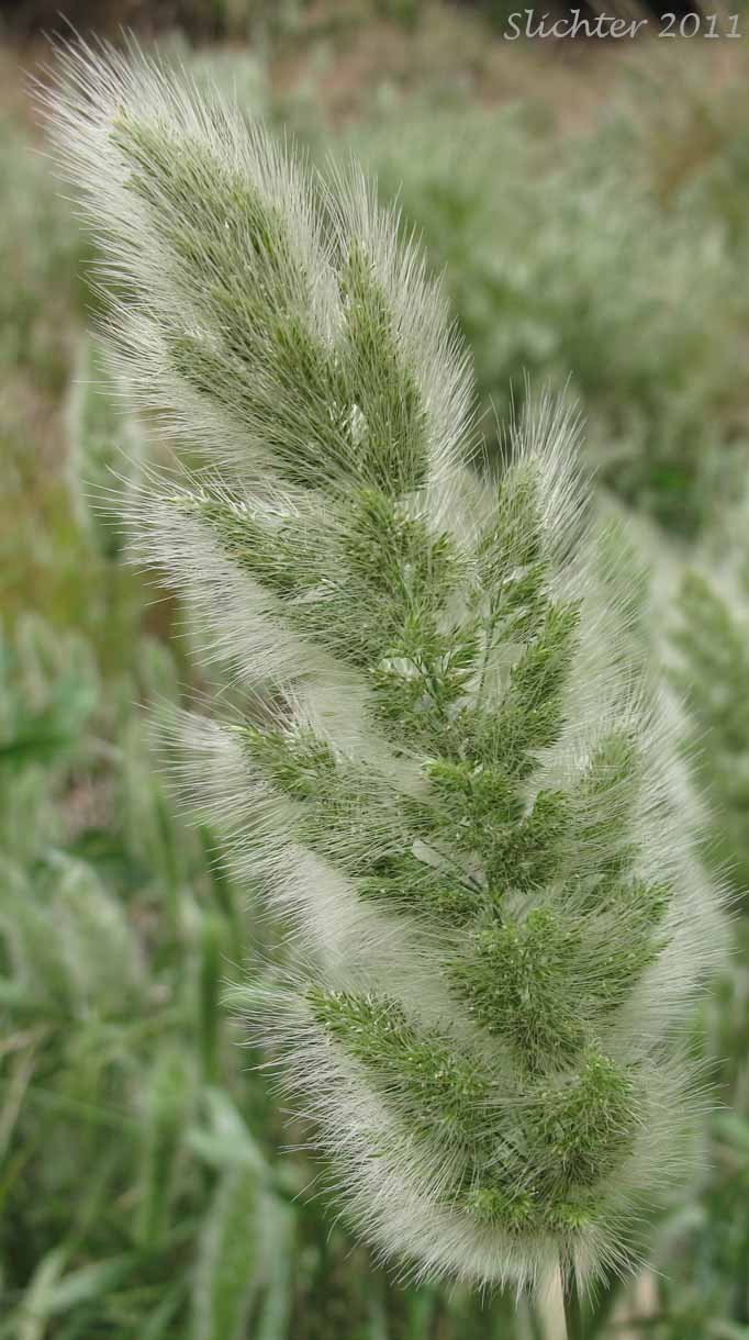 Inflorescence of Annual Beardgrass, Annual Rabbitsfoot Grass, Annual Rabbit's-foot Grass, Rabbitfoot Grass: Polypogon monspeliensis (Synonym: Alopecurus monspeliensis)