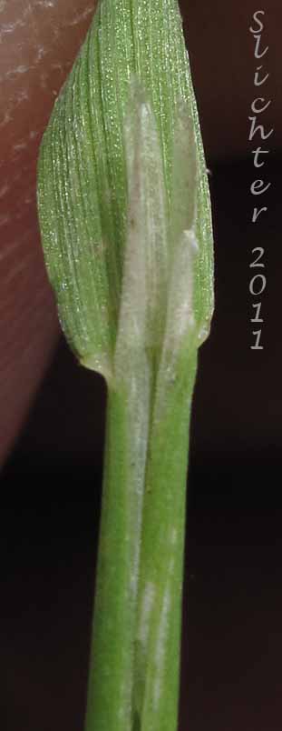 Ligule of Annual Beardgrass, Annual Rabbitsfoot Grass, Annual Rabbit's-foot Grass, Rabbitfoot Grass: Polypogon monspeliensis (Synonym: Alopecurus monspeliensis)