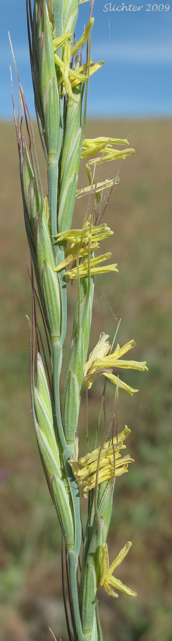 Inflorescence of Bluebunch Wheatgrass, Beardless Bluebunch Wheatgrass, Beardless Wheatgrass: Pseudoroegneria spicata (Synonyms: Agropyron inerme, Agropyron spicatum , Agropyron spicatum var. inerme, Agropyron spicatum var. pubescens, Agropyron vaseyi, Elymus spicatus, Elytrigia spicata, Pseudoroegneria spicata ssp. inermis, Pseudoroegneria spicata ssp. spicata, Roegneria spicata)