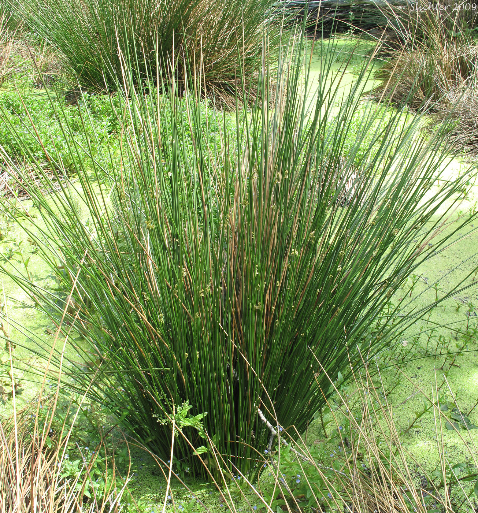 rush juncus